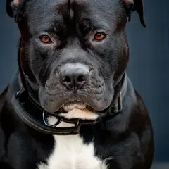 Staffordshire Bull Terrier - Photo 1