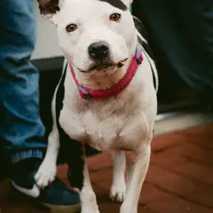 Staffordshire Bull Terrier - Photo 3