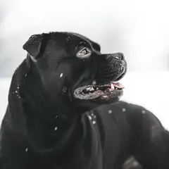 Staffordshire Bull Terrier - Photo 4
