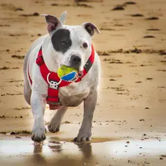 Staffordshire Bull Terrier - Photo 5