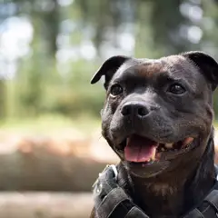 Staffordshire Bull Terrier - Photo 6