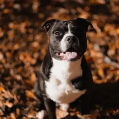 Staffordshire Bull Terrier - Photo 7