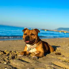 Staffordshire Bull Terrier - Photo 8