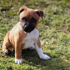 Staffordshire Bull Terrier - Photo 9