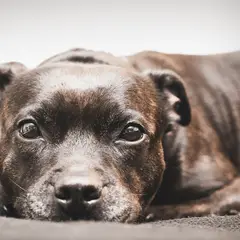 Staffordshire Bull Terrier - Photo 10