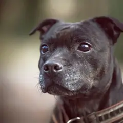 Staffordshire Bull Terrier - Photo 11