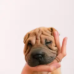 Shar-Pei - Foto 2
