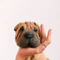 Shar-Pei - Foto 3