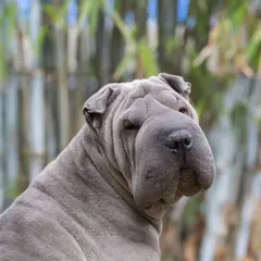 Shar-Pei - Foto 4