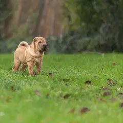 Shar-Pei - Foto 5