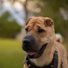 Shar-Pei - Foto 7