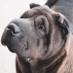 Shar-Pei - Foto 10