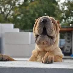 Shar-Pei - Foto 11