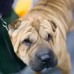 Shar-Pei - Foto 12