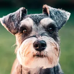 Schnauzer - Photo 1