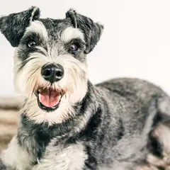 Schnauzer - Photo 2