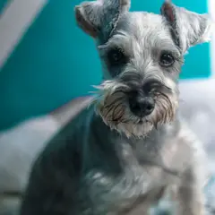 Schnauzer - Photo 3