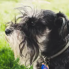 Schnauzer - Photo 4