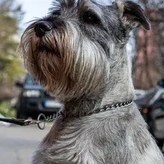 Schnauzer - Photo 5