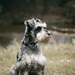 Schnauzer - Photo 6