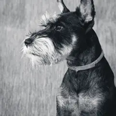 Schnauzer - Photo 7