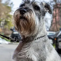 Schnauzer - Photo 8