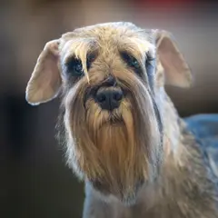 Schnauzer - Photo 9