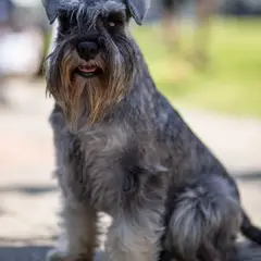 Schnauzer - Photo 10