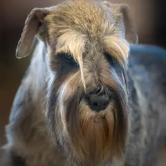 Schnauzer - Photo 11