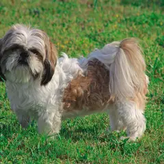Shih Tzu - Foto 3