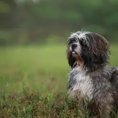 Shih Tzu - Foto 4