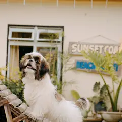 Shih Tzu - Foto 5