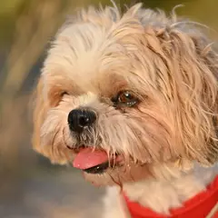 Shih Tzu - Foto 6