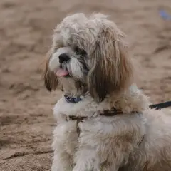 Shih Tzu - Foto 7