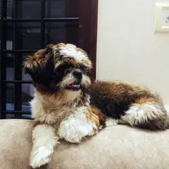 Shih Tzu - Foto 8