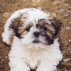 Shih Tzu - Foto 9