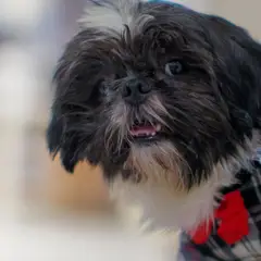 Shih Tzu - Foto 11