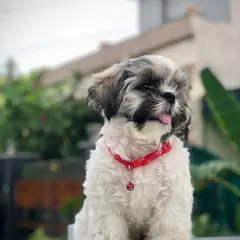 Shih Tzu - Foto 12