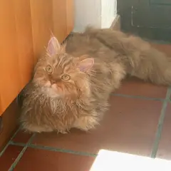 Selkirk Rex - Foto 3