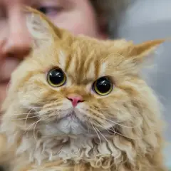 Selkirk Rex - Foto 5