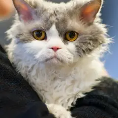 Selkirk Rex - Foto 6
