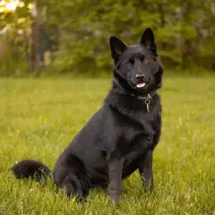 Schipperke - Foto 2