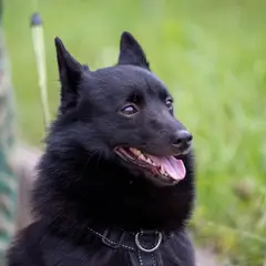 Schipperke - Foto 4