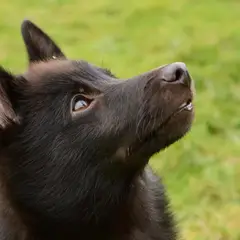 Schipperke - Foto 5