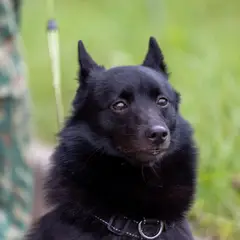 Schipperke - Foto 6