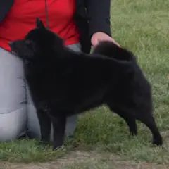 Schipperke - Foto 7
