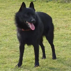 Schipperke - Foto 8