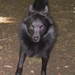 Schipperke - Foto 9