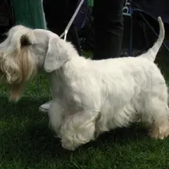 Sealyham Terrier - Photo 2