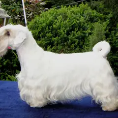 Sealyham Terrier - Photo 4